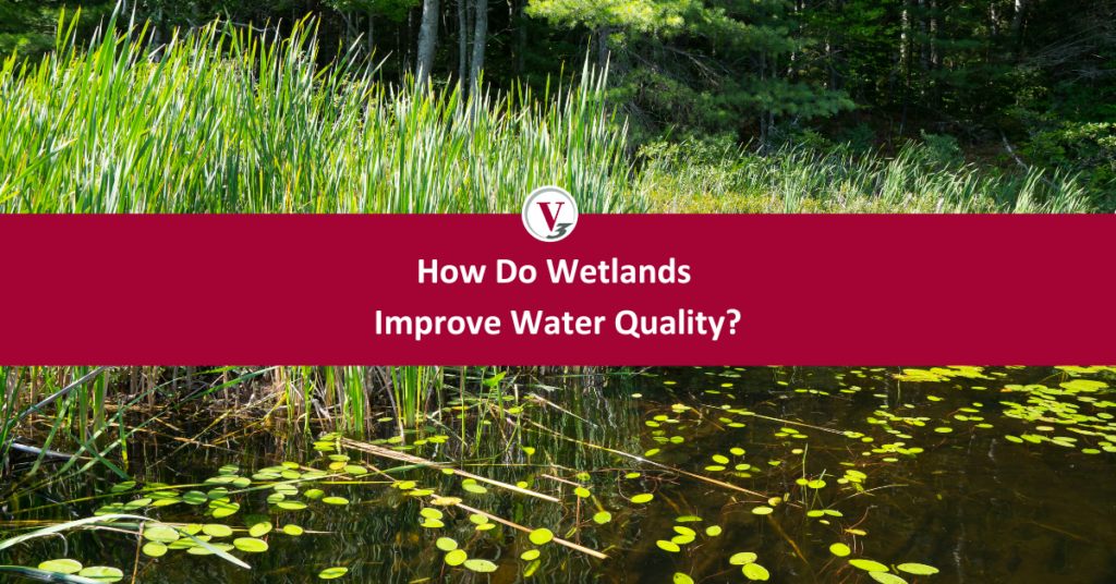 How do wetlands improve water quality